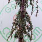 Céder atlantský (Cedrus atlantica) ´GLAUCA PENDULA´ - výška 200-220 cm, kont. C55L 